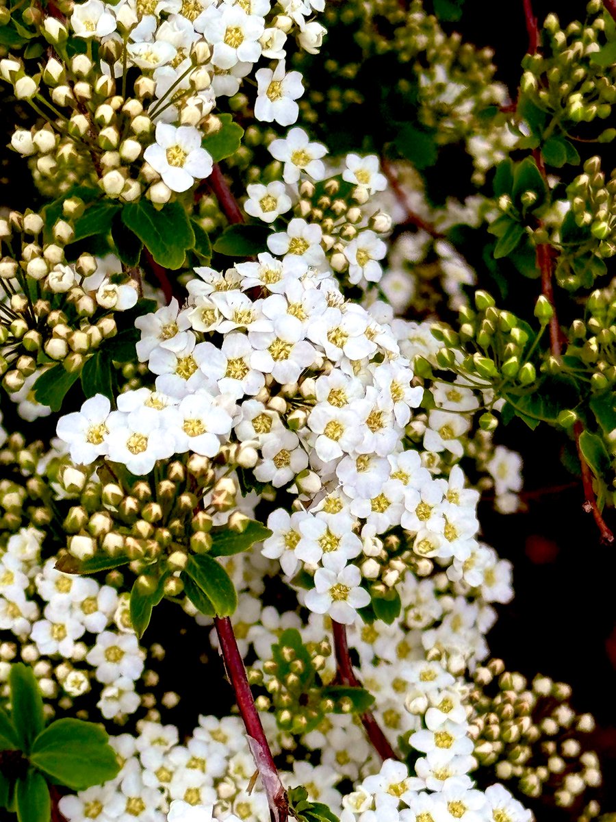 Spirea thriving in my garden.
'I hope that while so many people are out smelling the flowers, someone is taking the time to plant some.' ~H.Rappaport.
#gardensoftwitter #mygarden #FlowersOfTwitter