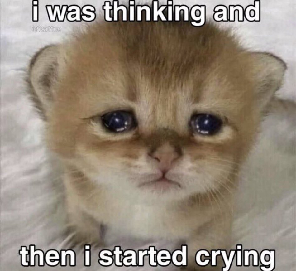 LiterallyMeCats tweet media