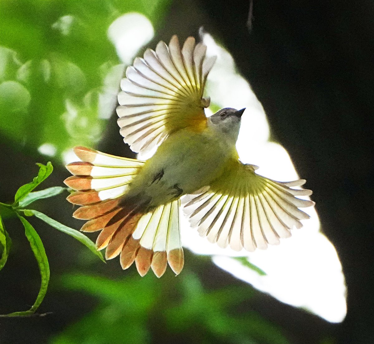 Female American Redstart .
 turtle pond, Central park.

#birdcpp #birdsinflight #americanredstart  #redstart   @BirdCentralpark