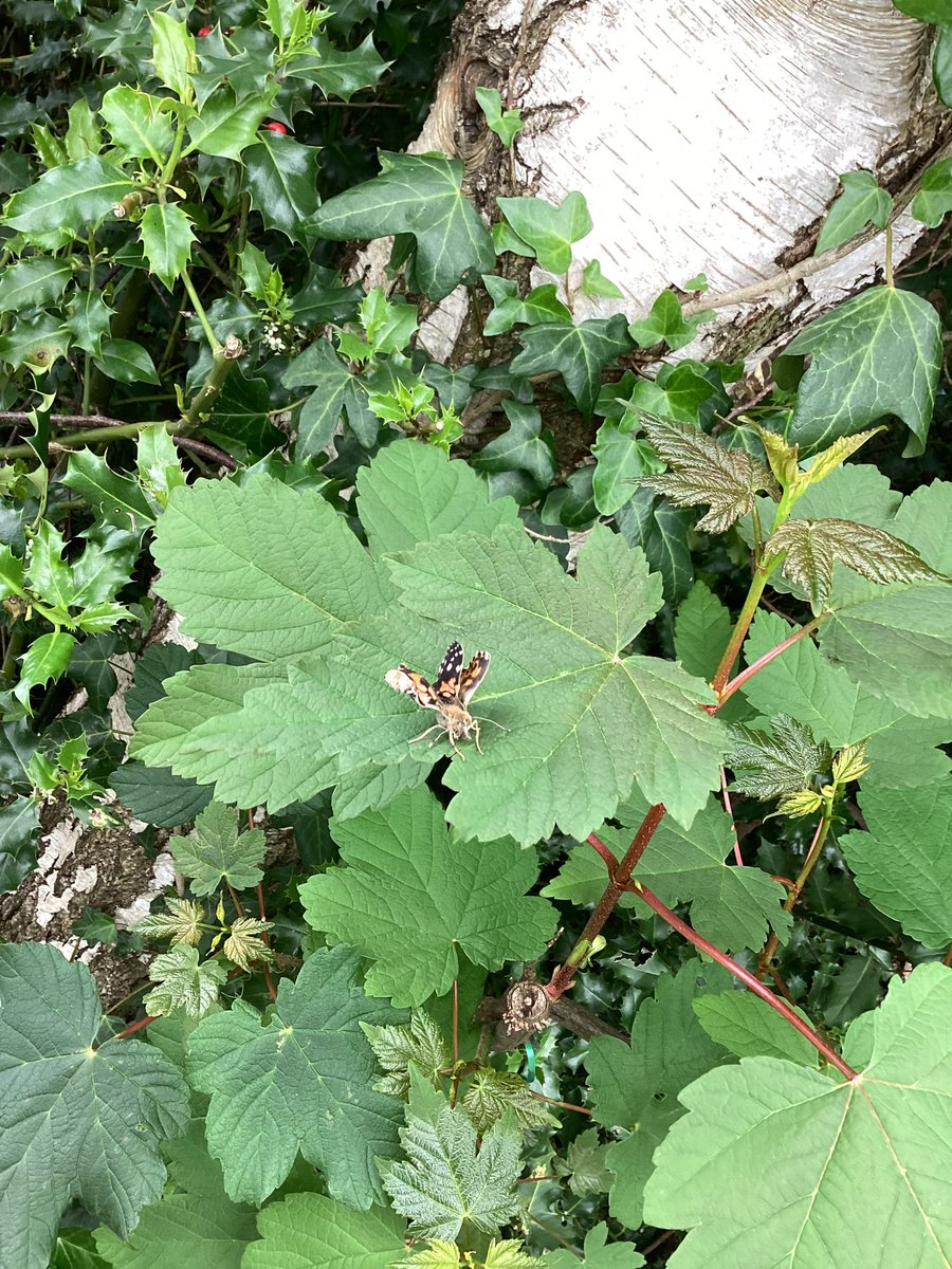 StBellarmine's tweet photo. Over the last few weeks Nursery have been looking after caterpillars and carefully observing the Life Cycle of a Butterfly. Today in our Enchanted Forest we released our Butterflies so they can continue the Life Cycle over again. #lifecycleofabutterfly https://t.co/XVr6NZF688