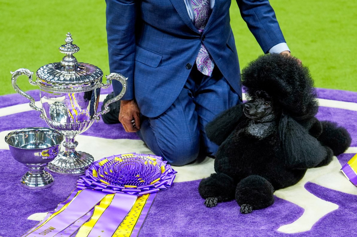 🐩🐩 TOP DOG! Miniature poodle named Sage wins Best in Show at #WestminsterDogShow @WKCDOGS bit.ly/3UQ1Nt8