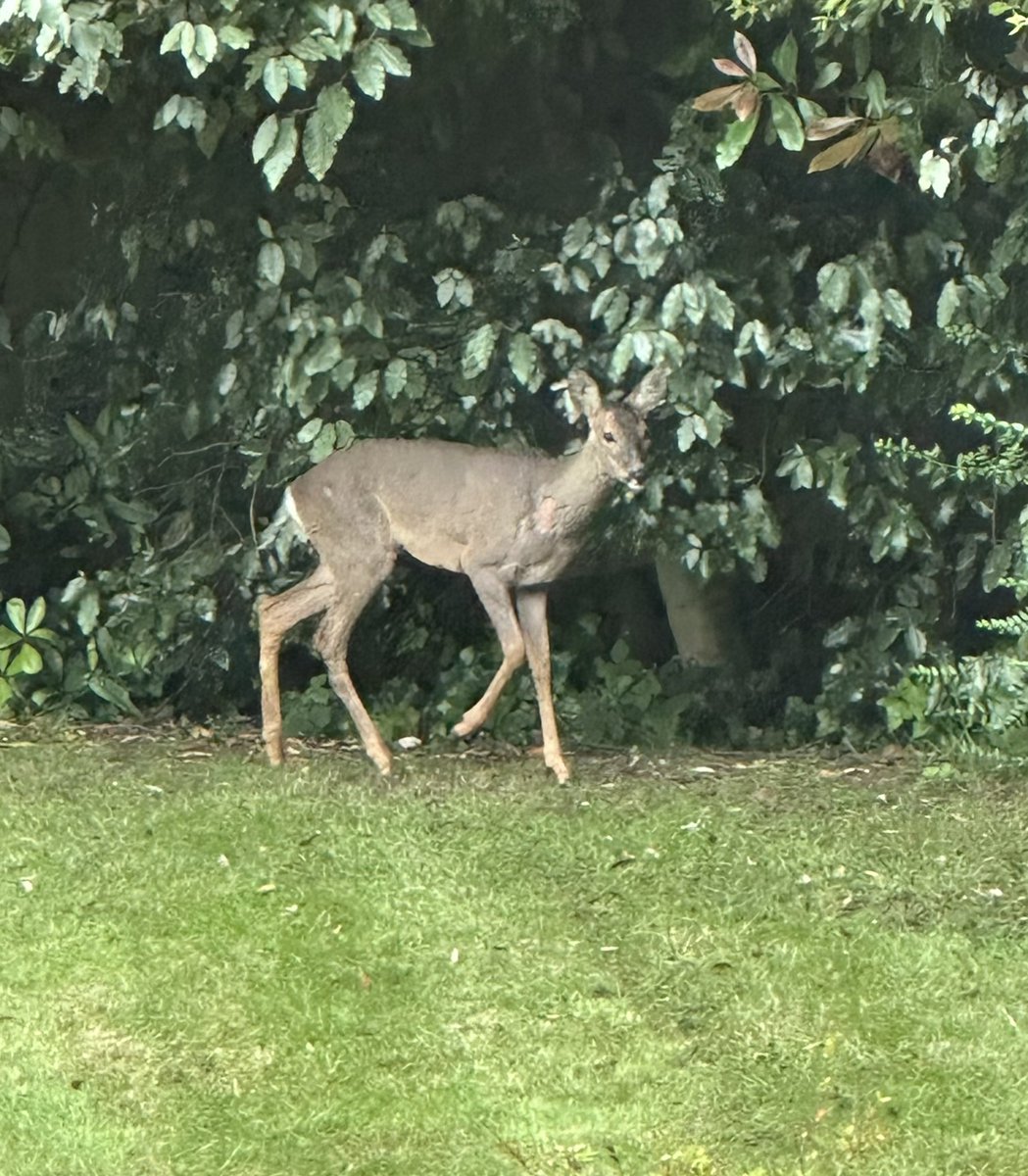 A young deer has appeared in our back garden in urban Stockport 🥺

Goodness knows how the poor thing got here 🦌

The RSPCA is on its way soon, hopefully…🤞🏼

<a href="/RSPCA_official/">RSPCA (England & Wales)</a> <a href="/RSPCAStockport/">RSPCA Stockport</a> 

#BabyReindeer