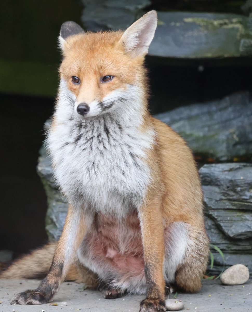 A nursing female fox taking a well earned rest #fox #Foxes #foxcub #foxkit #foxlove #foxlovers #FoxOfTheDay #zorro #fuchs