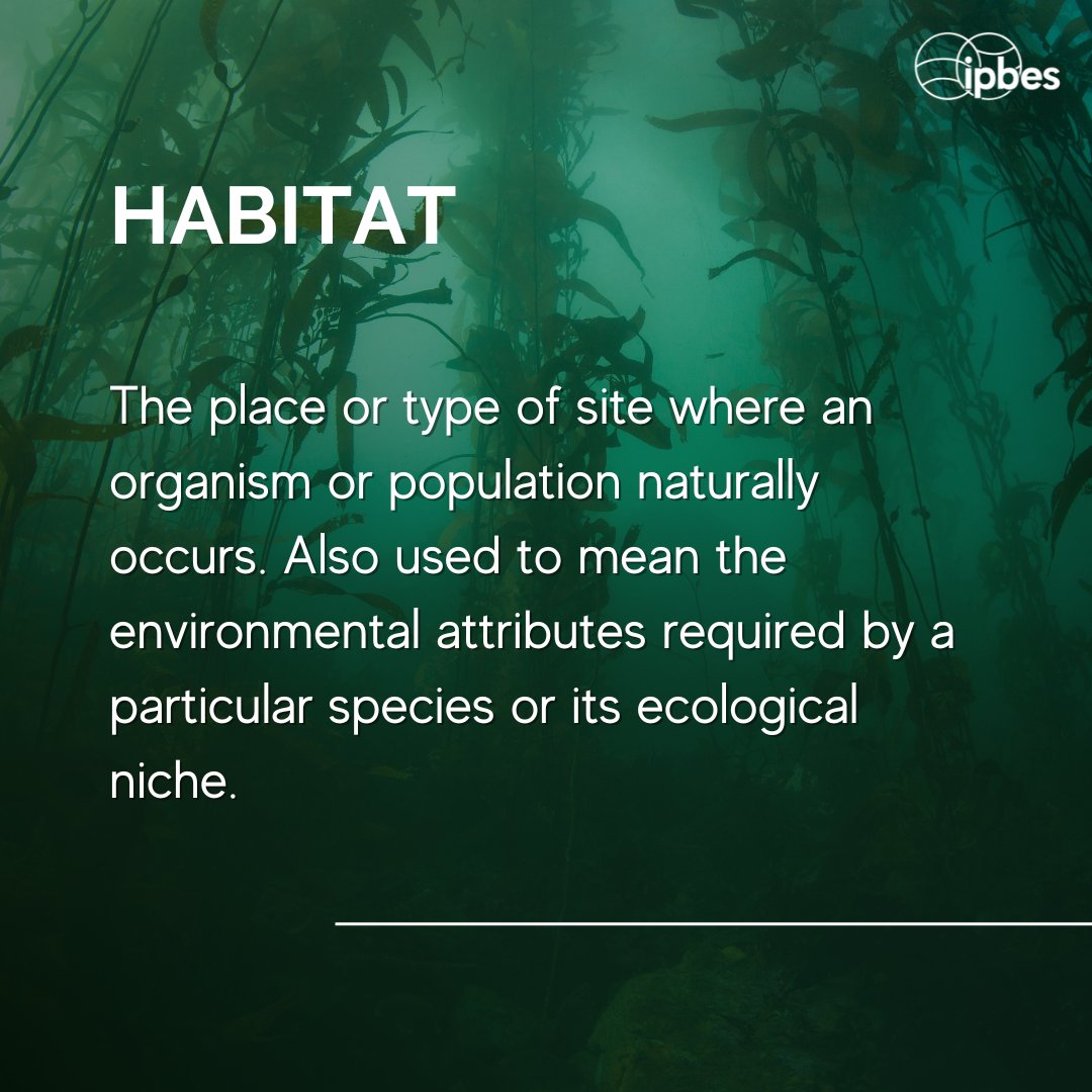 🌊 Every species relies on its own habitat, a special place to thrive, either beneath the waves or on land🌳 Understanding habitats is crucial for conservation. Learn more and explore the definition with @IPBES 👇 Let's protect these vital spaces.🌱