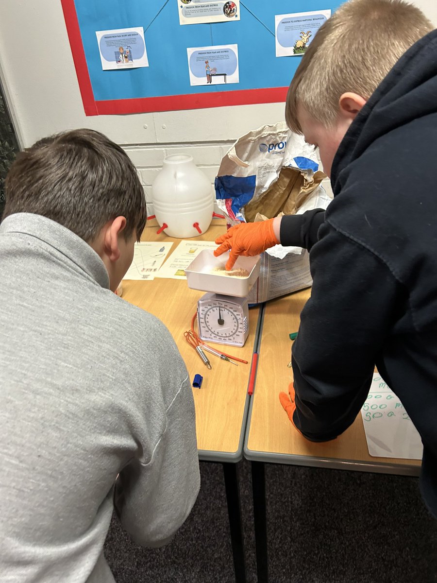 Todays lesson - understanding the difference between Colostrum and Milk replacer. 🐑 🐐 🐈 🐕 🐇 #animalcare #animaltherapy @bolton_pru @LeverParkSchool