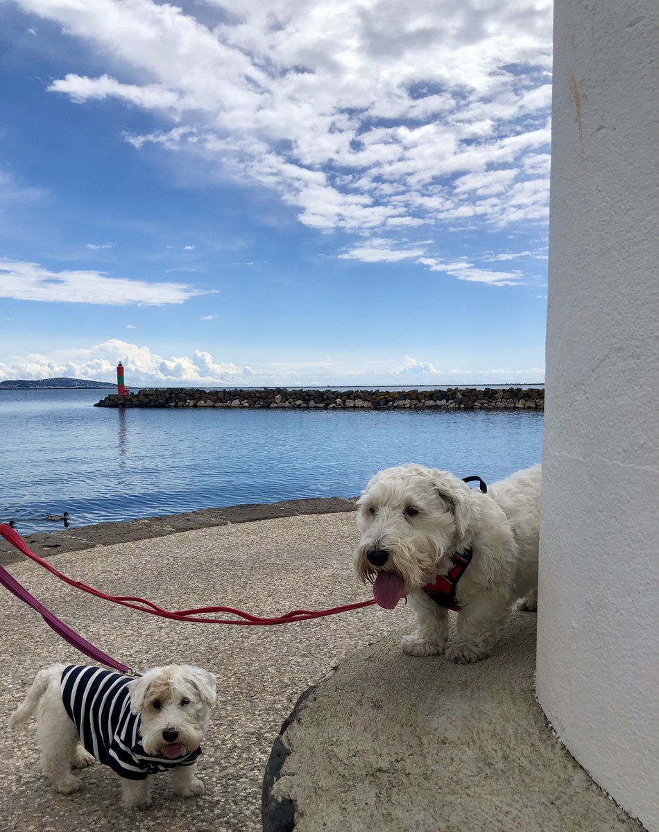 We left the village for a short, flat tootle! Lots of lovely sniffs, fresh air and sunshine! 😘🐾❤️🇫🇷 #sealyham #sealyhamterrier #sealyhamterriers #terrier #dog #dogs #dogsofX #dogsonX #vulnerablenativebreed @VilleMarseillan #France