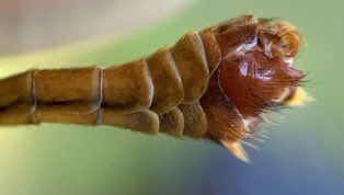 jmedeCCF's tweet photo. Male specimens of the genus Tipula can show complex genital organs, to use a euphemism. Here Tipula longidens and Tipula lunata, two very common forest species in #Catalonia, also in the #canopy
#WorldCranefliesDay https://t.co/6LGOEbjJI2