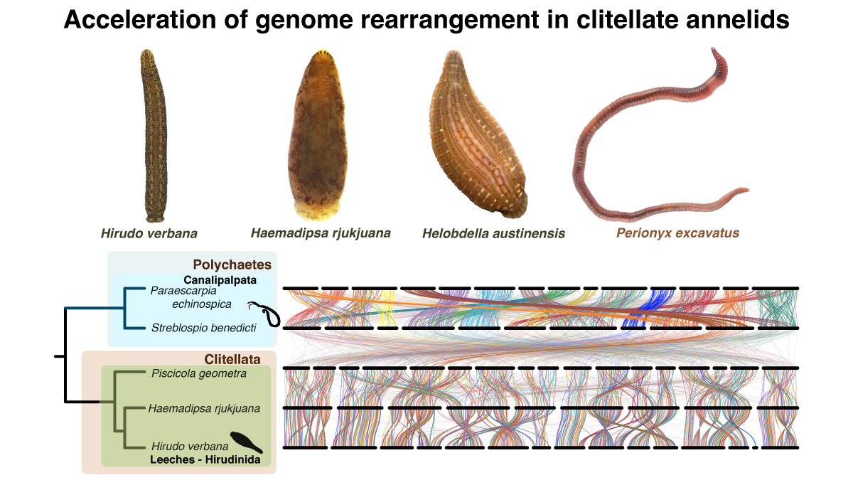 Worm Weds!🪱New preprint- The story of clitellate annelid genome evolution (earthworms, leeches) We found that they have extensive genome rearrangements, raising questions about how their gene regulation and development differs from other animals biorxiv.org/content/10.110… 1/10🧵