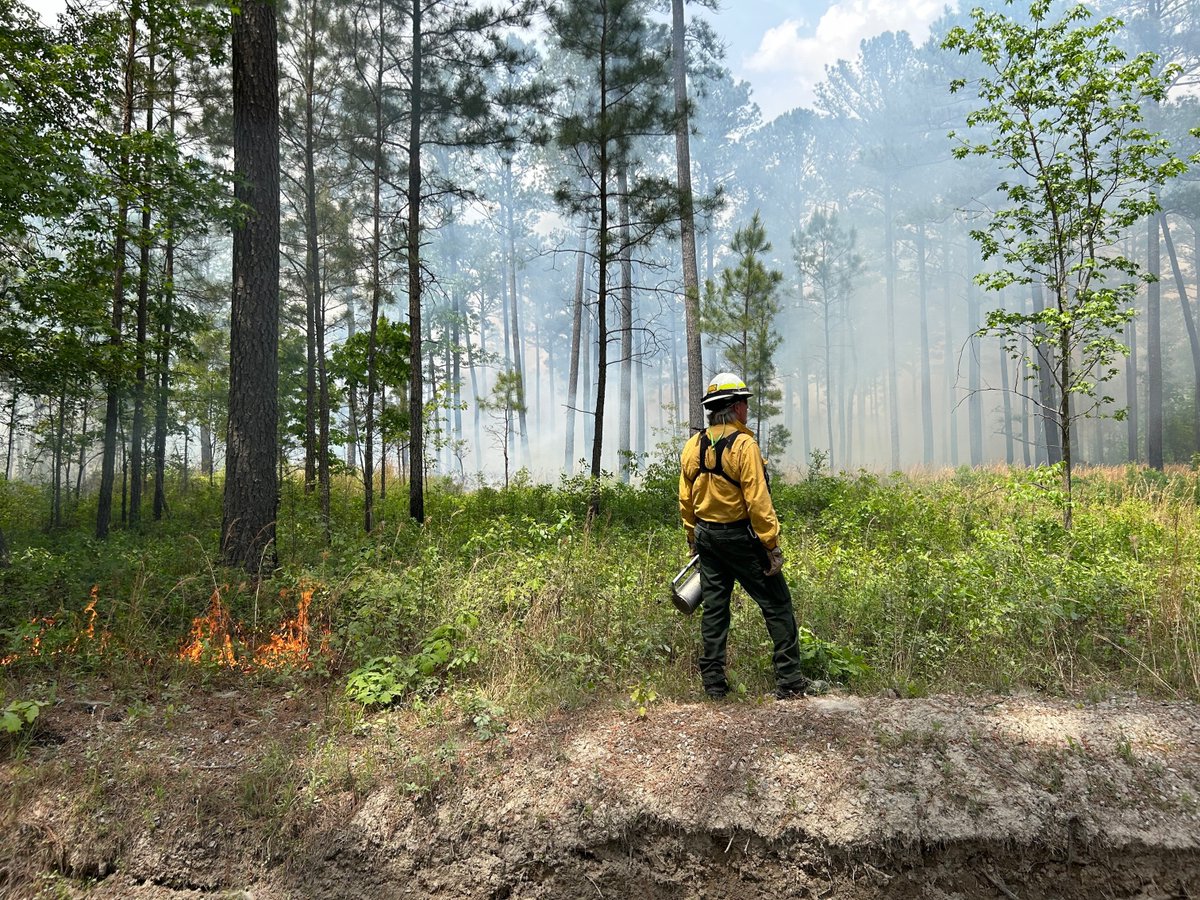 A prescribed burn conducted earlier this month at TNC's Piney Grove Preserve marked 25 years of 'good fire' for the Virginia Pinelands Program! 🔥

#GoodFire #PrescribedFire #LongleafPine #VirginiaPinelands

Photos: Andi Clinton/TNC