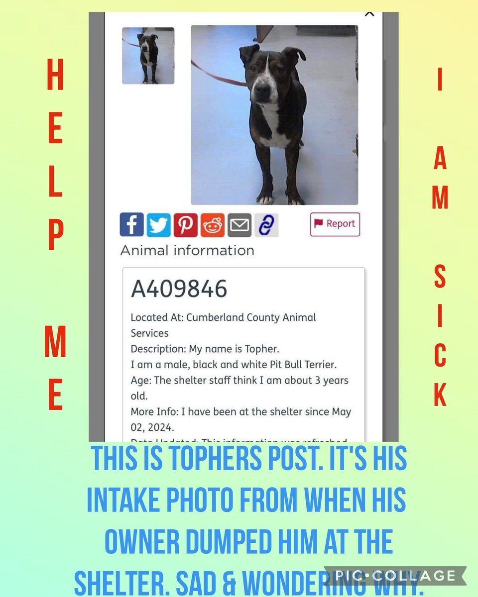 EUTHANSIA ORDER GIVEN ‼️

This is Tophers post. It's his
intake photo from when his 
owner dumped him at the
shelter. Sad & wondering why

#A409846
Terrier
3yr

Cumberland County Animal  NC 910-321-6852

#rescue #adopt #dogs #deathrowdogs #deathrow #codered #adoptdontshop #sick