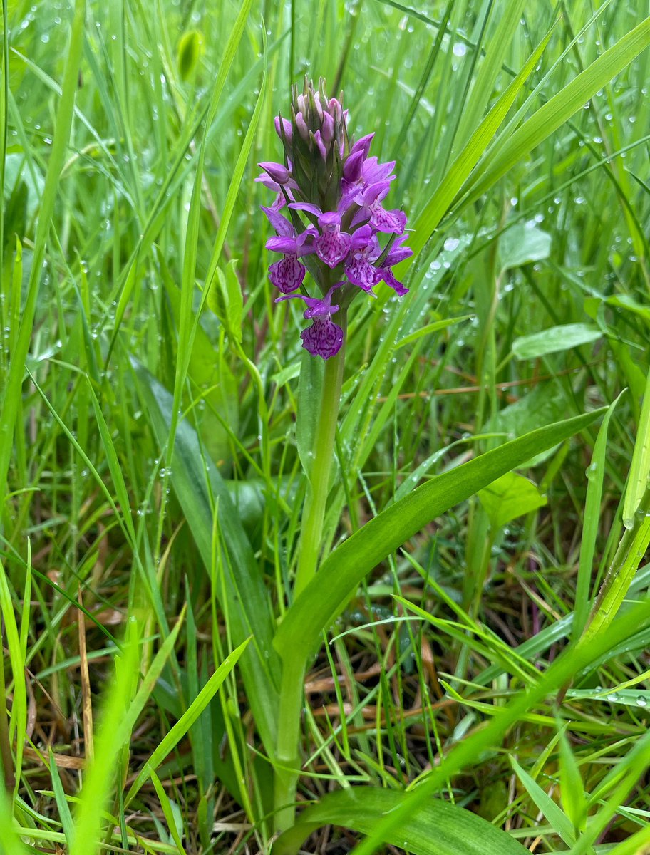 The Norfolk orchid madness continues - now Northern Marsh Orchid has been found! Rather out of range to say the least! Unfortunately on private land so not accessible. @BSBIbotany @Britainsorchids