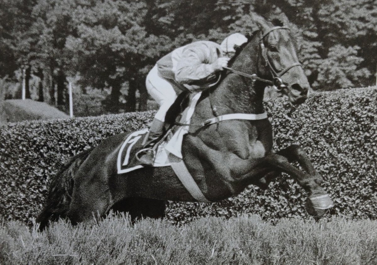 JASMIN II 🟧⬜🟦 André FABRE / Michel CHIROL 🥇 Grand Steeple-Chase de Paris 1983