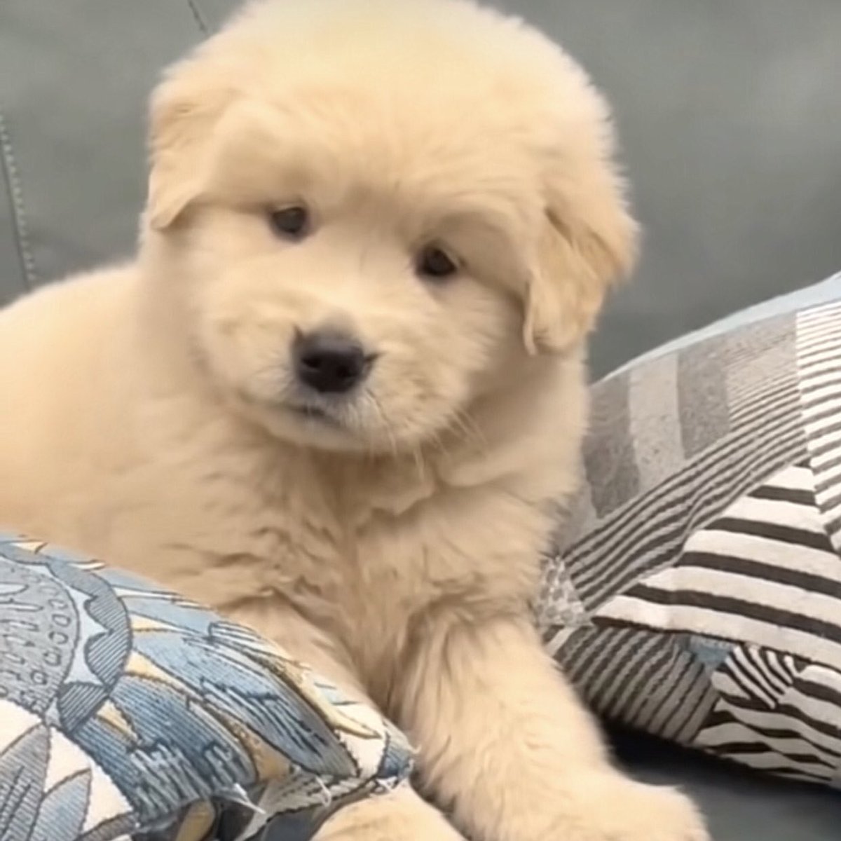 takemybear 🐶 tweet media
