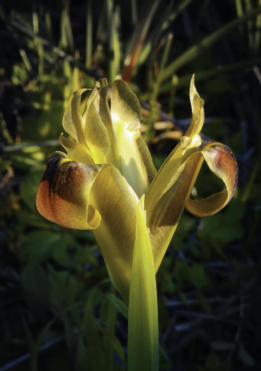 Orchidea selvatica sulla Murgia,in Puglia. #photographylovers #wildflowers #FlowersOfTwitter #NatureInspired