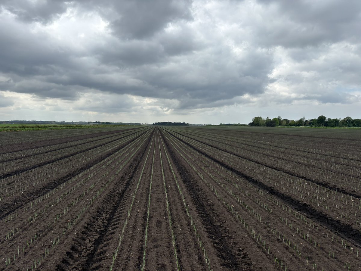 Transplanted Leeks as far as the eye can see 👀 🌱 Beautiful 😍 📷 Alex Silverwood, Agronomist