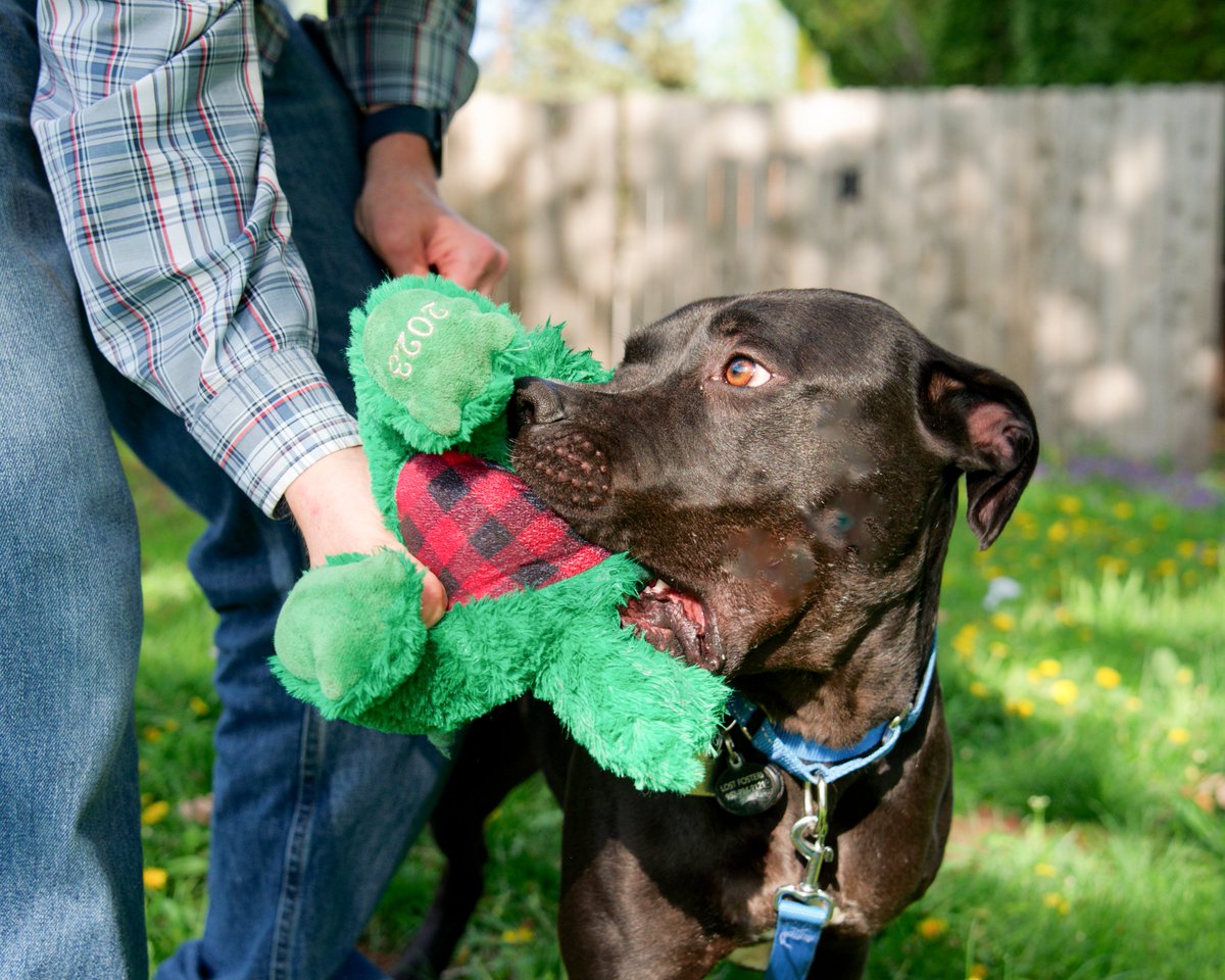 Midknight's like pure happiness in furry form – always ready to shower you with love and put a smile on your face. 🥰 ruffstartrescue.org/view-pet/?id=2…