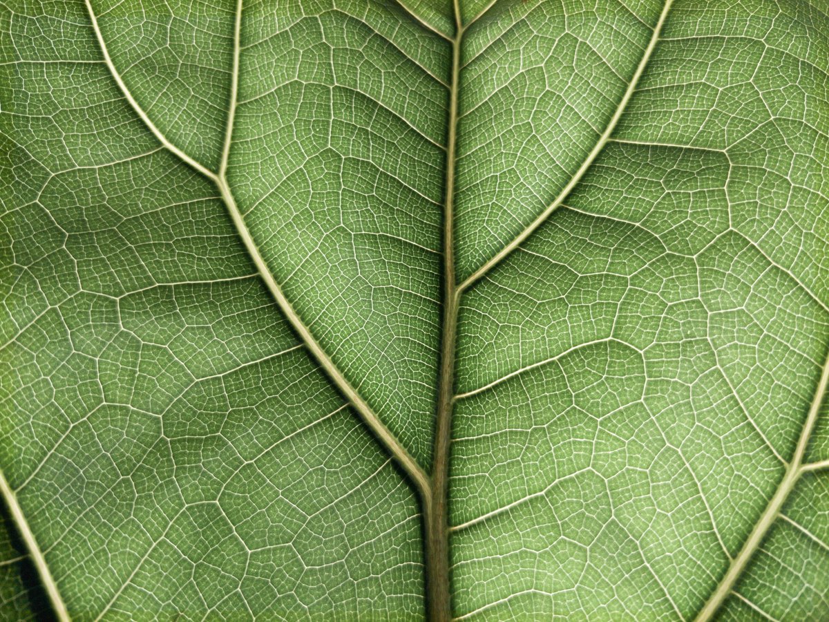 innovaimpacto's tweet image. Piñatex: el material que promete un futuro sostenible para la moda. Cuero de piña que respeta el planeta. #Piñatex