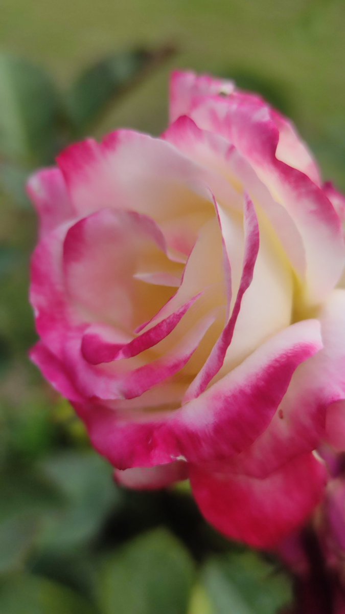 A beautiful rose for #RoseWednesday from #mygarden  
#Nature #NatureLover
#GardeningTwitter
#NaturePhotography
#FlowerPhotography
#TwitterNatureCommunity 
#ThePhotoHour