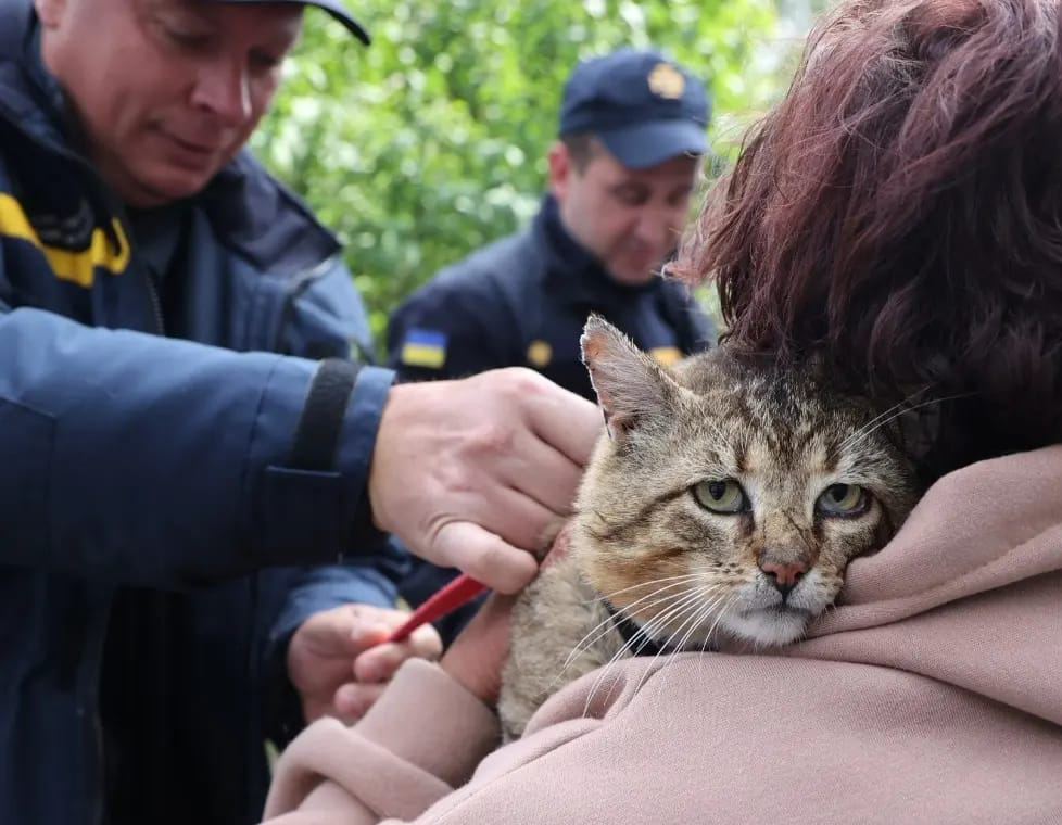 Evacuation from Kharkiv, Ukraine after brutal Russian attack. I can feel that cat's trauma. Photo: @BBCWorld