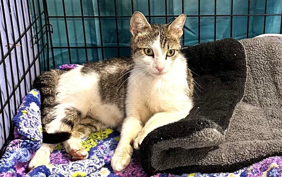 SoftSide1's tweet photo. #SellYourselfIn5WordsOrLess: no sell, only adopt! Adopt Mimi and her kittens! Thatโs 5 words - and 5 babies. Super-sweet Mimi wasnโt allowed inside and had to sleep in a metal shed full of sharp tools. ๐ฟ Now sheโs at the Cat Shack with her babies looking for loving homes. RT! 1/ https://t.co/b36DhEd4Lb