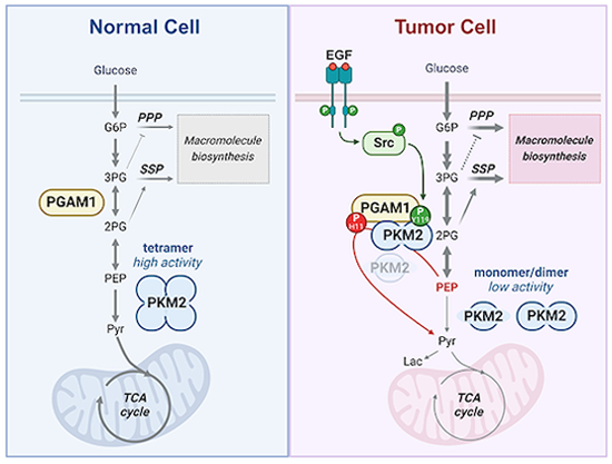 PKM2 functions as a histidine kinase to phosphorylate PGAM1 and increase glycolysis shunts in cancer
embopress.org/doi/full/10.10…