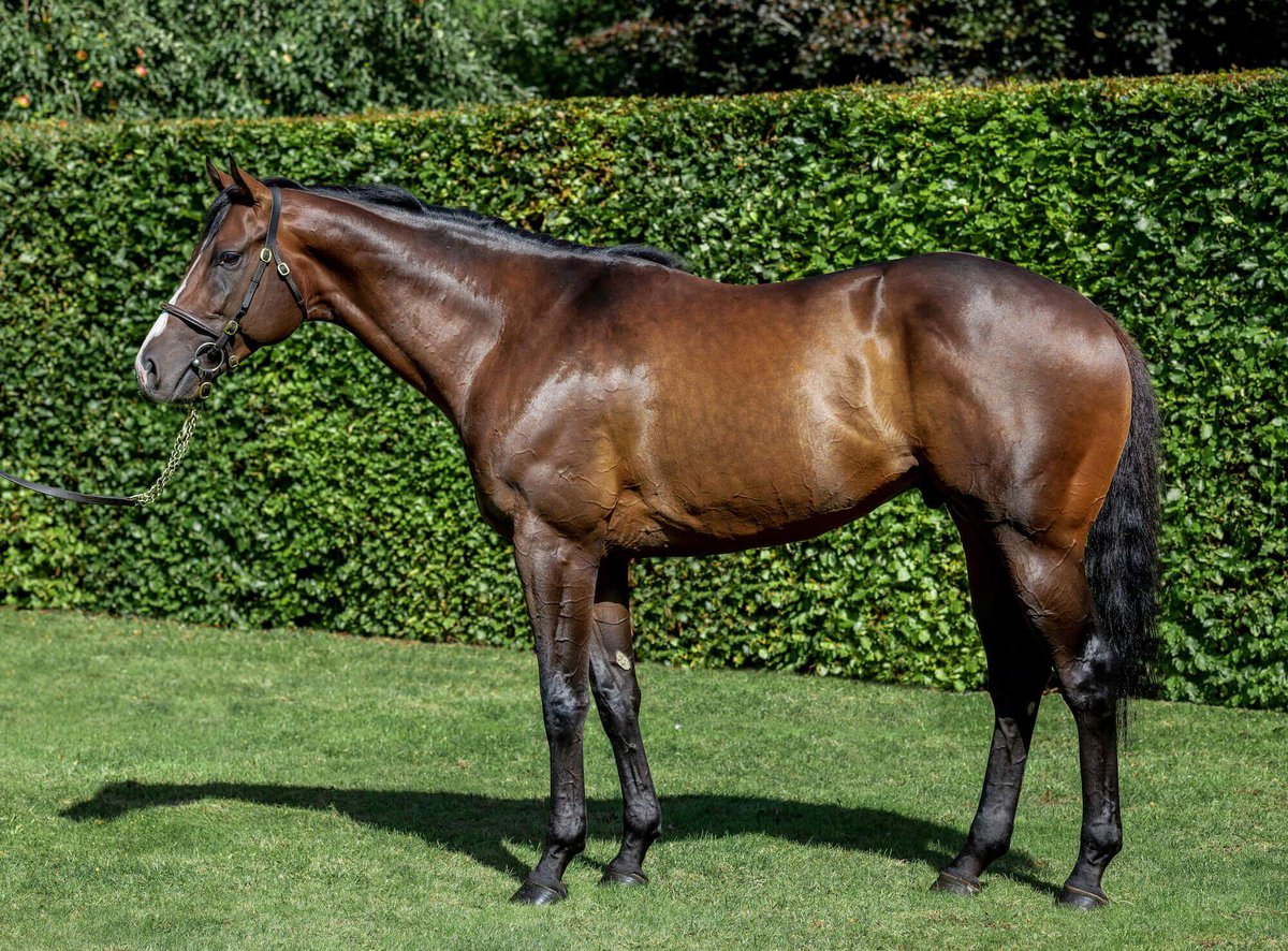 A first Group winner for Advertise as Secret Satire strikes in the Tattersalls Musidora Stakes. The filly is a homebred for Guy Brook, being out of the stakes-winning Lawman mare Secret Pursuit, a half-sister to Group 3 winner Pearl Flute.