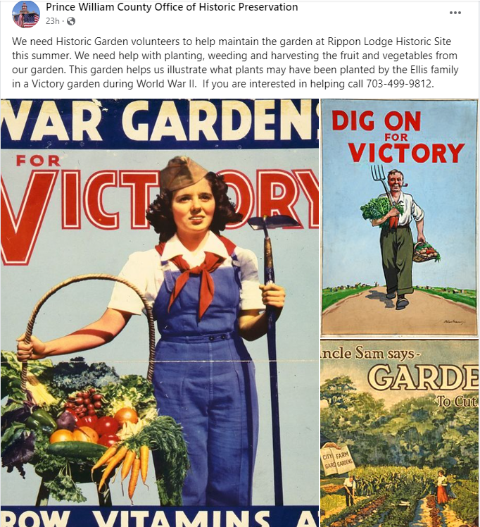 PWC Office of Historic Preservation is looking for garden volunteers to maintain the garden at Rippon Lodge this summer. Help with planting, weeding & harvesting fruit and veggies. View the post, call Rippon Lodge at 703.499.9812 for more information. #VictoryGarden