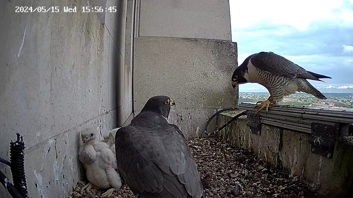 Leeds Uni Peregrines🥚🥚🥚🥚 (@UoLperegrine) on Twitter photo 2024-05-15 14:57:03