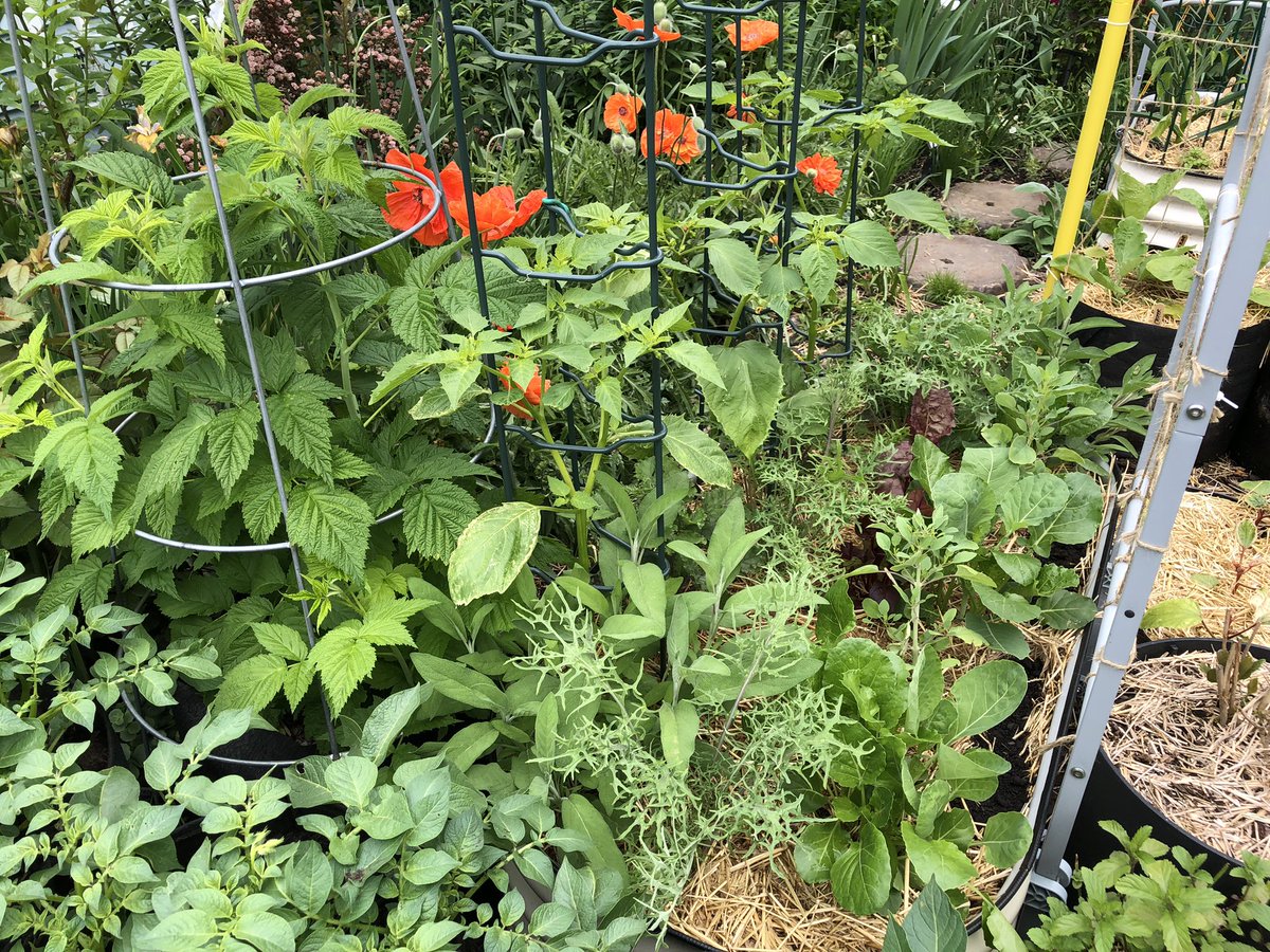 Progress in the Archway bed filled with Tomatillos, Collards, Purple Chard, 2 kinds of Kale, Papalo, Sage, & hopefully soon-to-germinate Pole Beans. Plus you can see the Gold Raspberries & Potatoes I have crammed in nearby. Don’t waste an inch in a tiny urban #KitchenGarden!