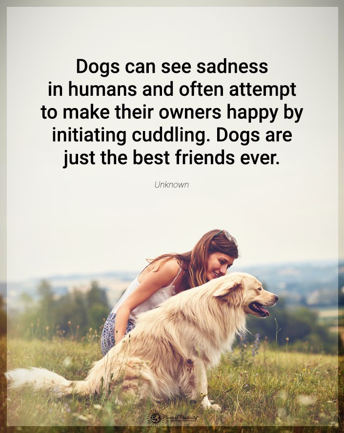 “Dogs can see sadness…”
