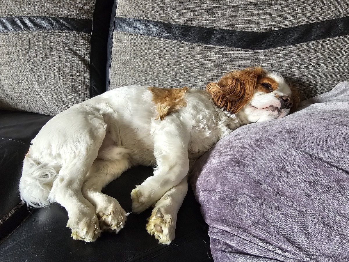 Making himself comfy this afternoon 🥰 #cockalier