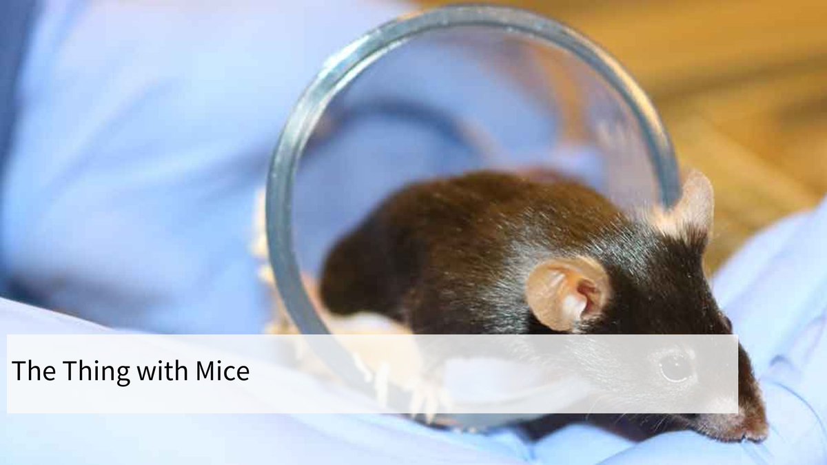 For many years, the male mouse was thought to be the measure of all things in pre-clinical research. Over time, scientists have come to realize that it is medically necessary to work with experimental animals of both sexes. 👉🏻 news.uzh.ch/en/articles/ne… @Meginjardir @UZH_Science