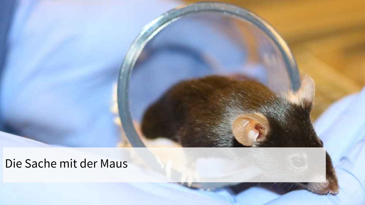 In der präklinischen Forschung galt lange Zeit die männliche Maus als Mass aller Dinge. Unterdessen ist die Einsicht gereift, dass es medizinisch notwendig ist, mit Versuchstieren beiderlei Geschlechts zu arbeiten. 👉🏻 news.uzh.ch/de/articles/ne… @Meginjardir @UZH_Science