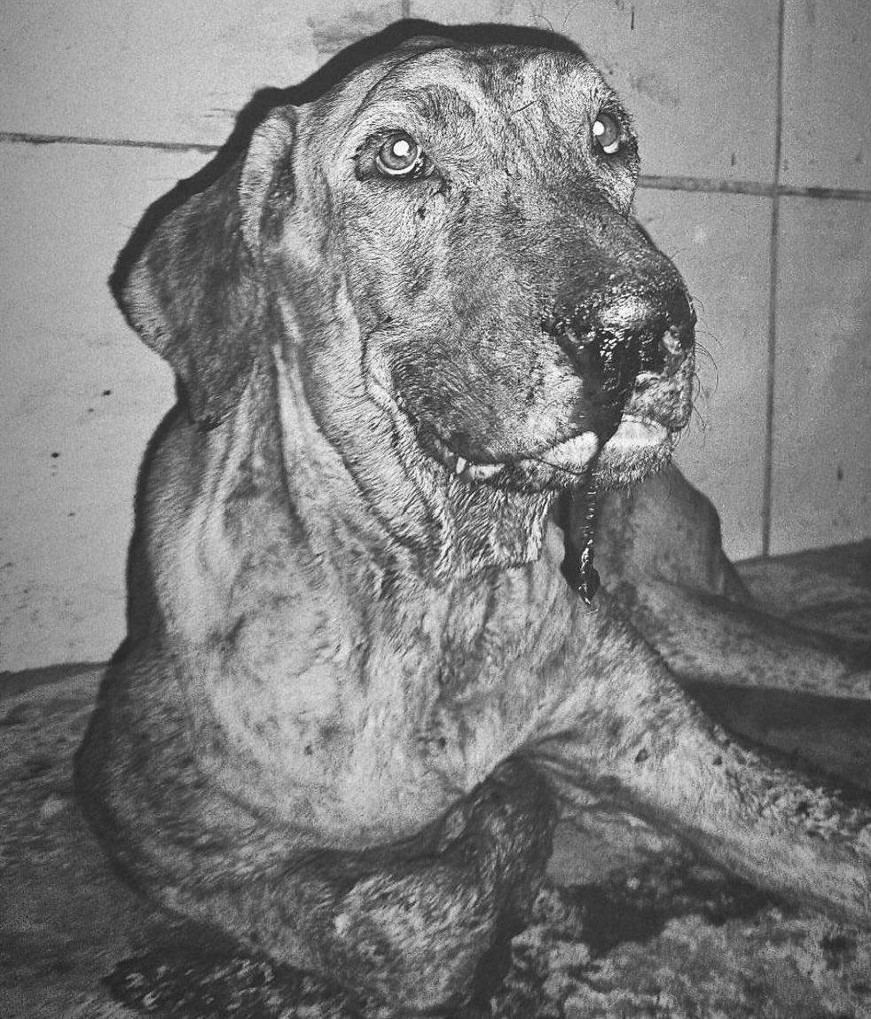 CHEGA DE IMPUNIDADE 🤬! HUGO CAMPELI É PRESO PELA TERCEIRA VEZ POR MAUS-TRATOS A ANIMAIS EM GOIÂNIA. 

INACREDITÁVEL QUE MESMO APÓS CRIMES REPETIDOS ELE CONTINUAVA LIVRE. QUANTAS VIDAS MAIS ELE PRECISARÁ DESTRUIR PARA  FICAR PRESO DE UMA VEZ POR TODAS?