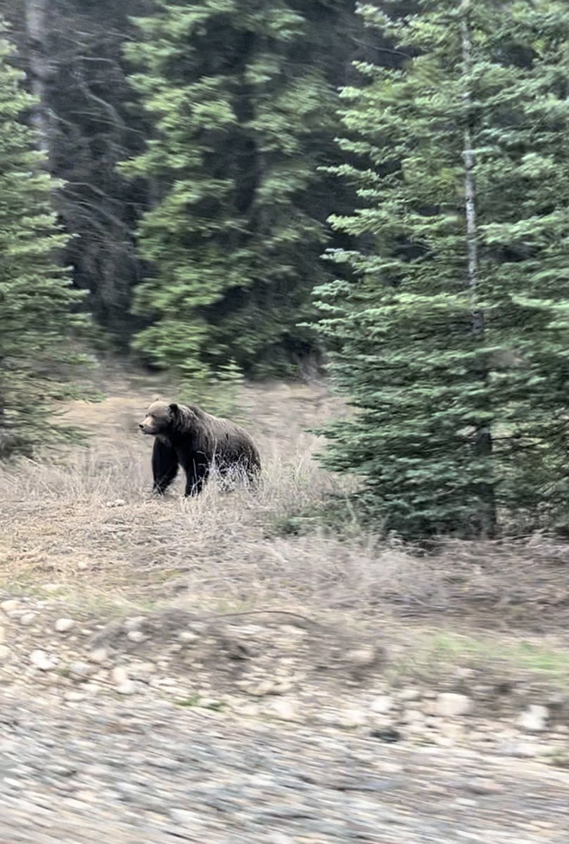 Dream come true!! 🐻 I saw my first bear in the wild! What I didn’t know was that I would have to bluetooth the video & photo to everyone in my carriage! 😂 Alas, everyone so grateful and I made a lot of friends!