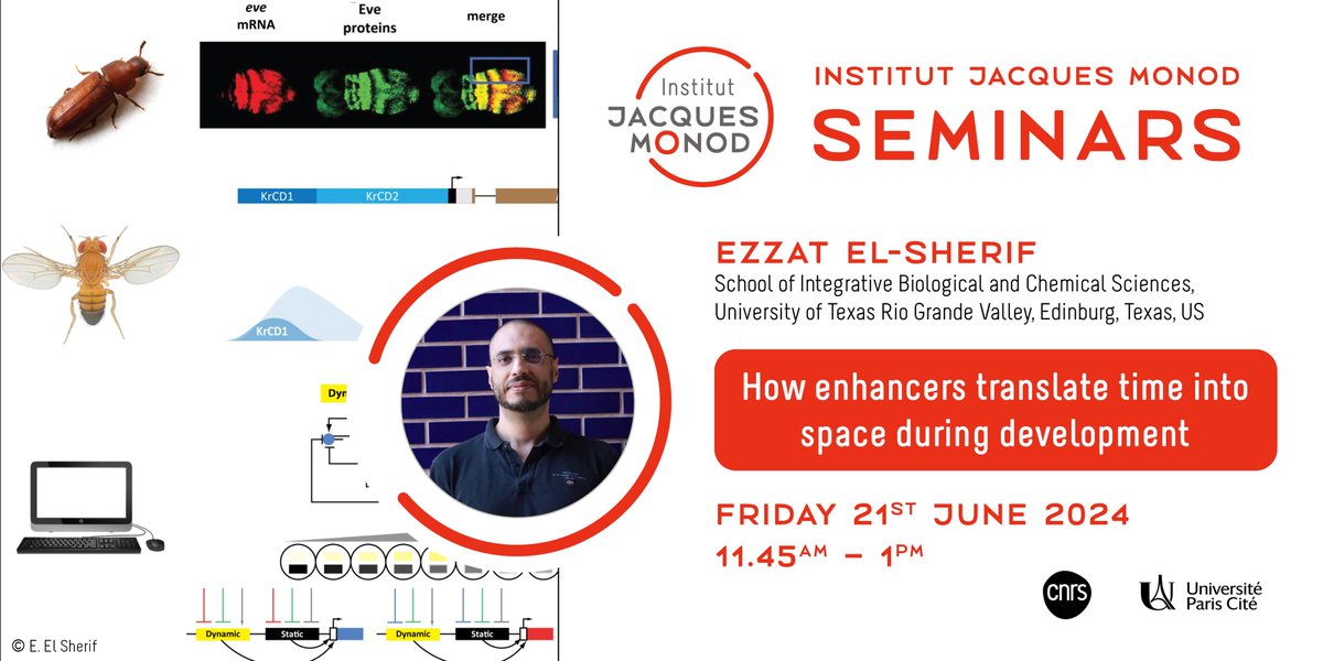 #SaveTheDate 🗓️21st June 📍Institut Jacques Monod Invited by the Konstantinides Lab, Ezzat El Sherif will give an Institut Jacques Monod Seminar on the theme 'How enhancers translate time into space during development' ➡️urlz.fr/qGJu