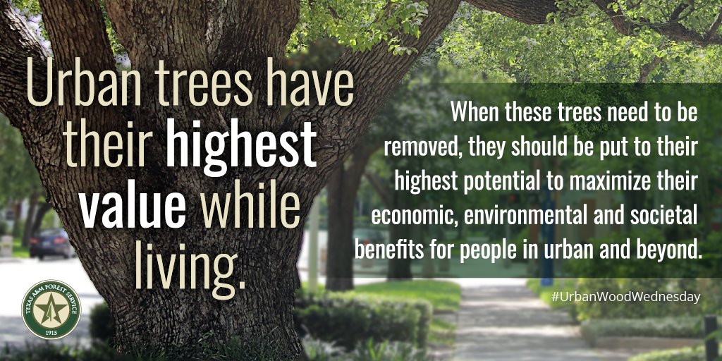 Urban trees provide countless benefits during their life, inlcuding health and economic support. However, their impact can continue on after their life through processing it into products like wood chips, furniture and flooring. #UrbanWoodWednesday #urbanwood #urbanforestry