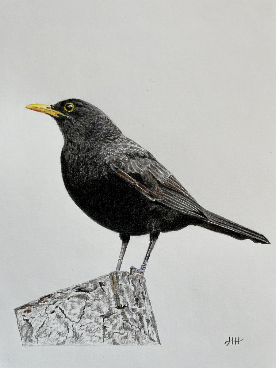 This is my drawing of a blackbird ✍️ #bird #birds #blackbird #colouredpencils #drawing #artistsonx