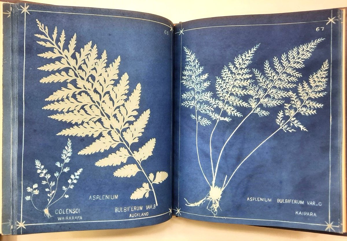 This week, someone requested to see this 1880 volume on New Zealand ferns by H.B. Dobbie in our Reading Room. To make the images, he used the same technique of blueprinting that he was familiar with from his work as an engineer. More on this technique 👉 kew.org/read-and-watch…