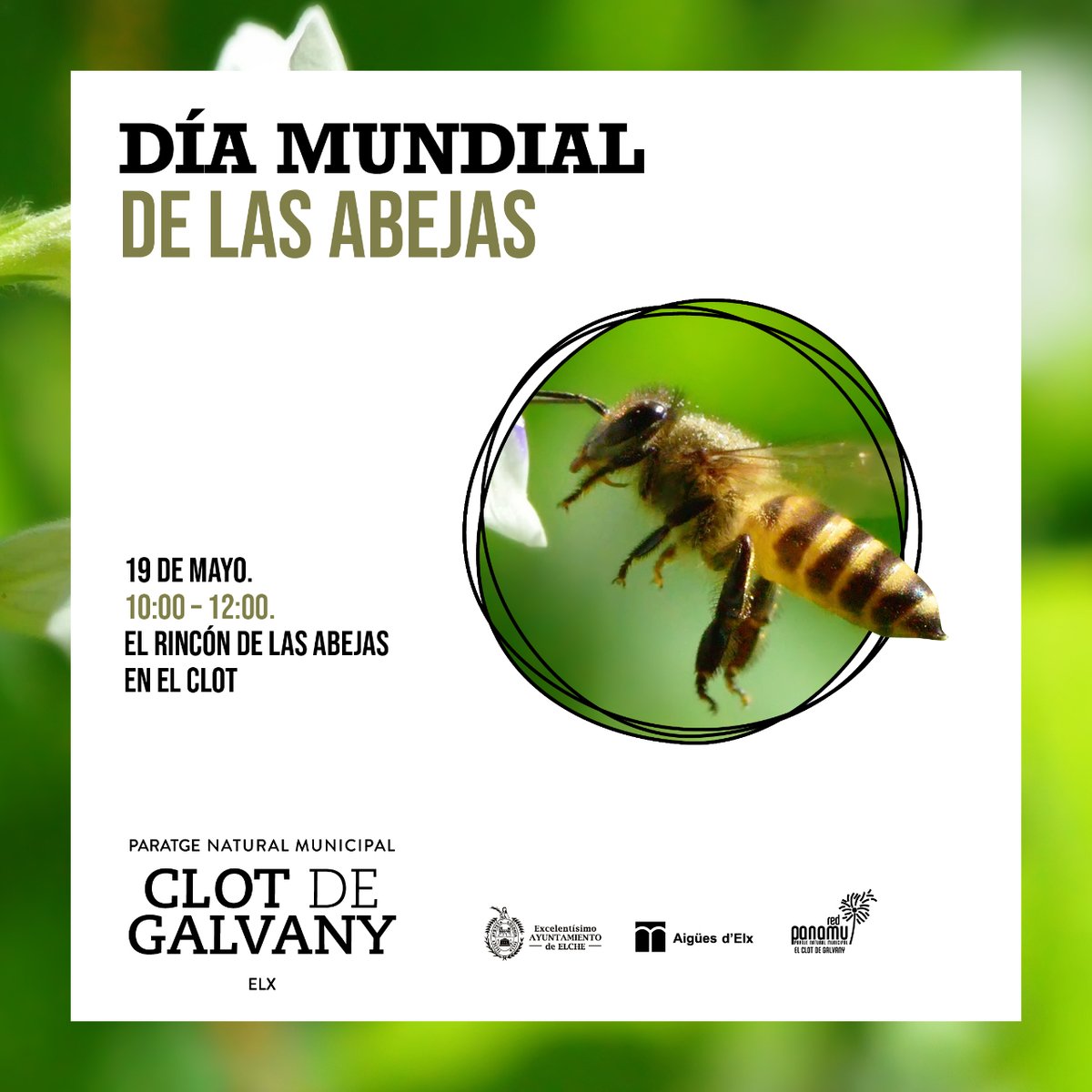 Conoce el papel de las abejas🐝 en la naturaleza, la agricultura y la salud. Podrás ver 👀 el interior de una colmena 🍯 y su abeja reina 👑, talleres de maquillaje, pintura, y productos con cera, caza fotográfica 📷 de abejas silvestres y más sorpresas
👇
clotdegalvany.es/dia-mundial-de…