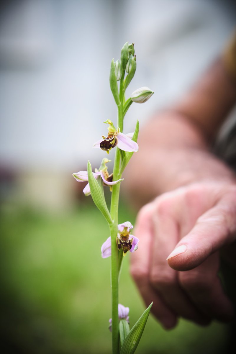 En un institut de Sabadell al mig de Sabadell una orquídea Ophrys apifera. Bon lloc per fer pedagogia de la biodiversitat. Fotos de @joanlopezphoto  @Adenc1982 @Scanyis @esparverblau @Vakapiupiu @daniesfra