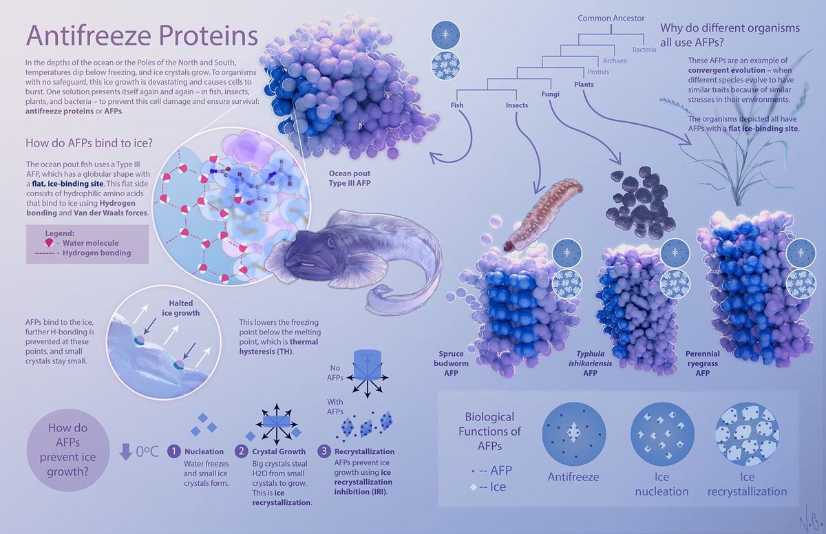 Molecular visualization by Neramy Ganesan, informing a general audience about the science of antifreeze proteins (AFPs).

Explore more work by Neramy: buff.ly/3YyCBao 

#molecularbiology #antifreezeproteins #sciencevisuals #sciart #naturalscience #scientificillustration