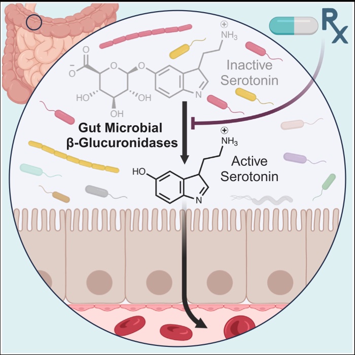 The Redinbo Lab tweet media