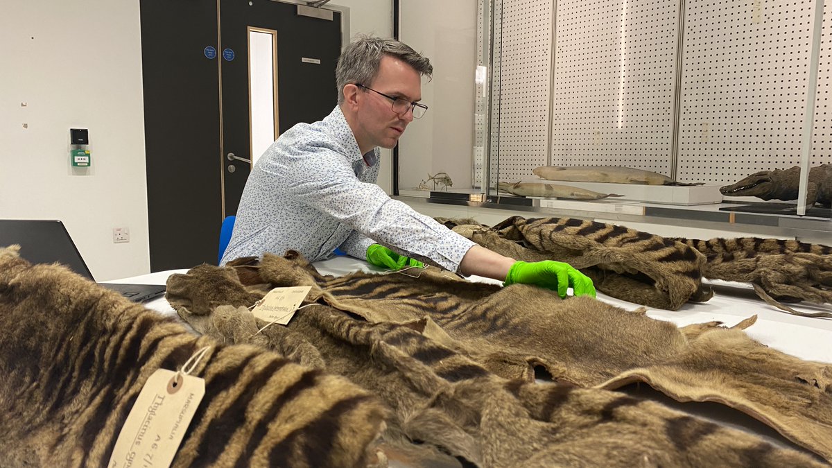 It's my museumiversary - I joined @ZoologyMuseum six years ago today! It's been a hectic but immensly rewarding time. Let's see what #MuseumLife brings along next! 🥳