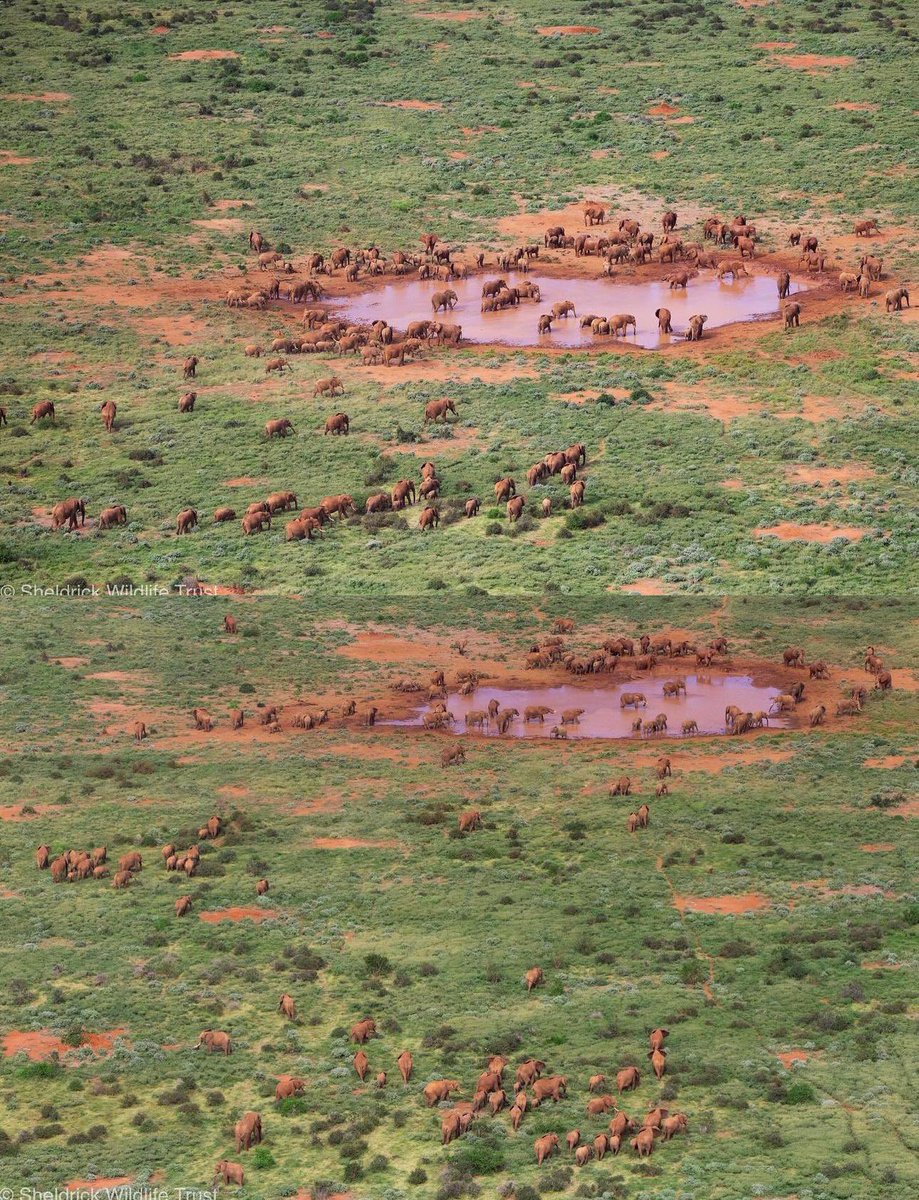Great news! 

In Kenya, @SheldrickTrust pilots have documented over 150 elephants gathering near a waterhole. 

A few years ago, elephant groups this large were would have been considered a thing of the past. 

Kenya has been a model with respect to anti-poaching efforts. 

Thank