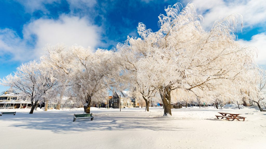 Günün Fotoğrafı 📷  Willows in mid winter on the lake shore Lachine, Quebec, Canada