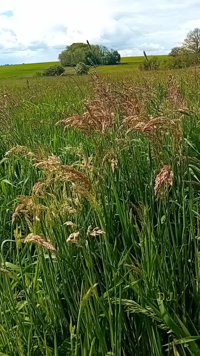 Les herbages de graminées sont si hauts que je ne vois même plus mon chien! 🌾🐕😅