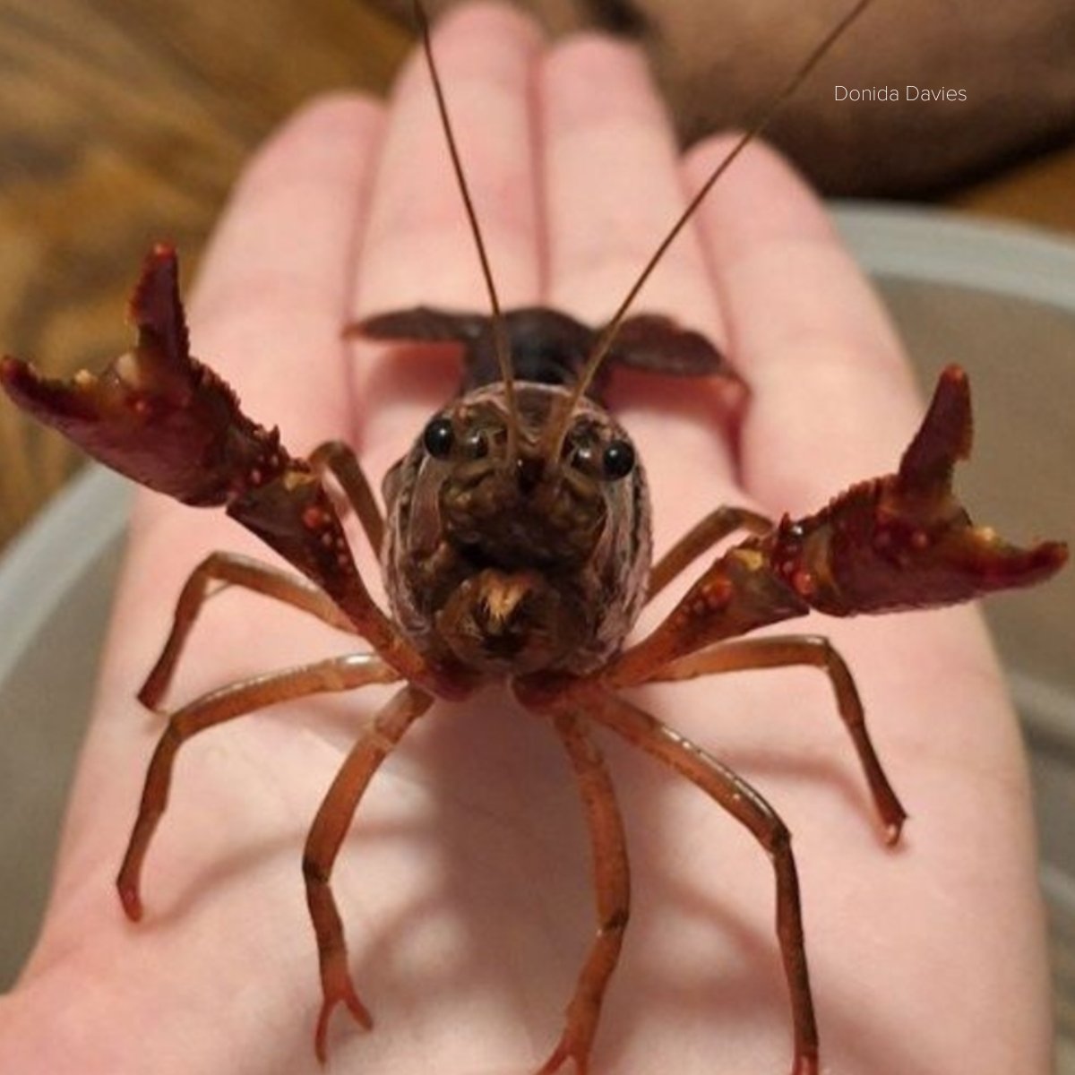 'His name is Nathan': Crustacean found walking down sidewalk in Mesa now a family pet | 12news.com/article/life/a…