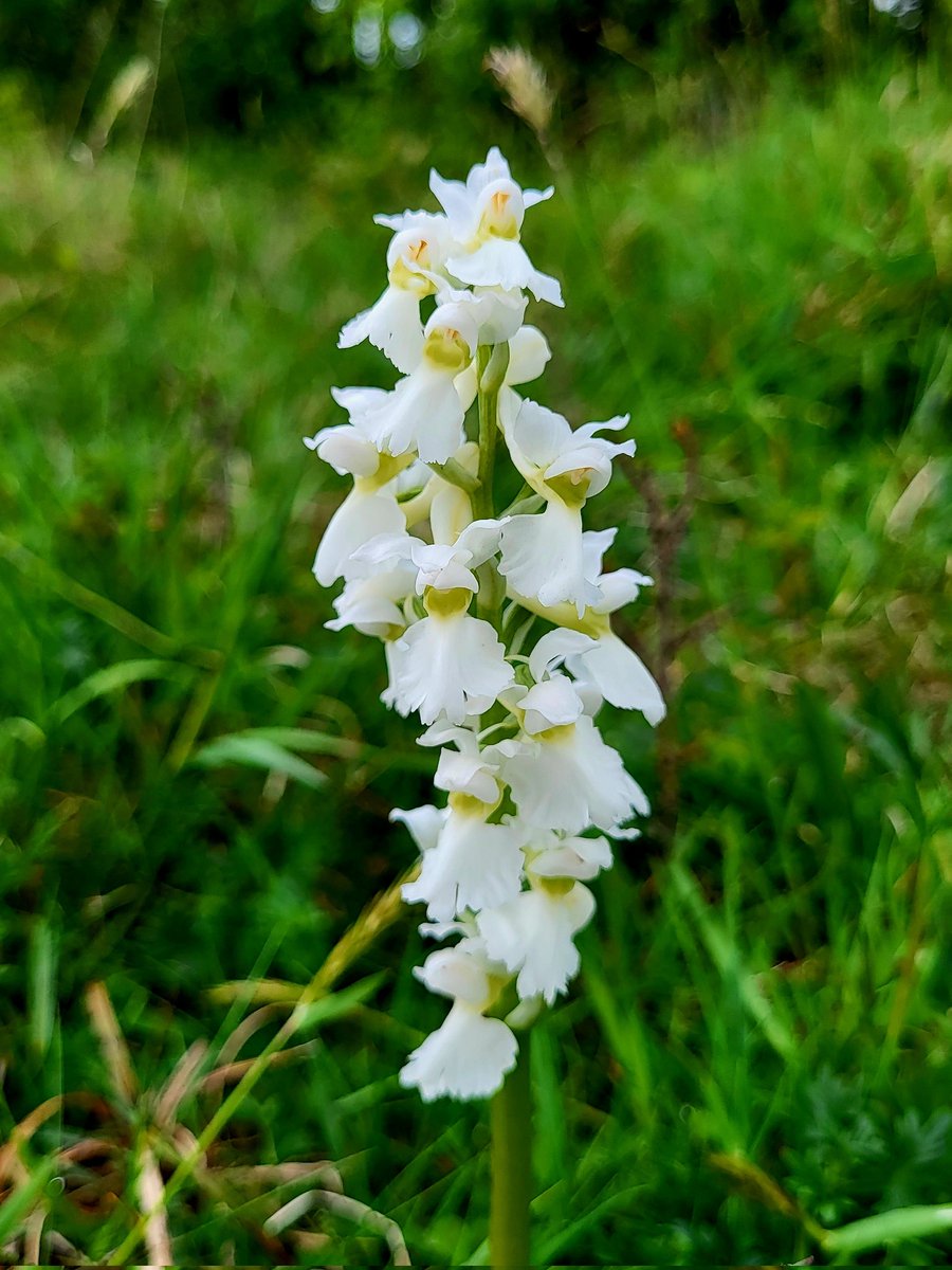 A white version of an Early Purple Orchid (Orchis mascula). The Burren, County Clare, Ireland.