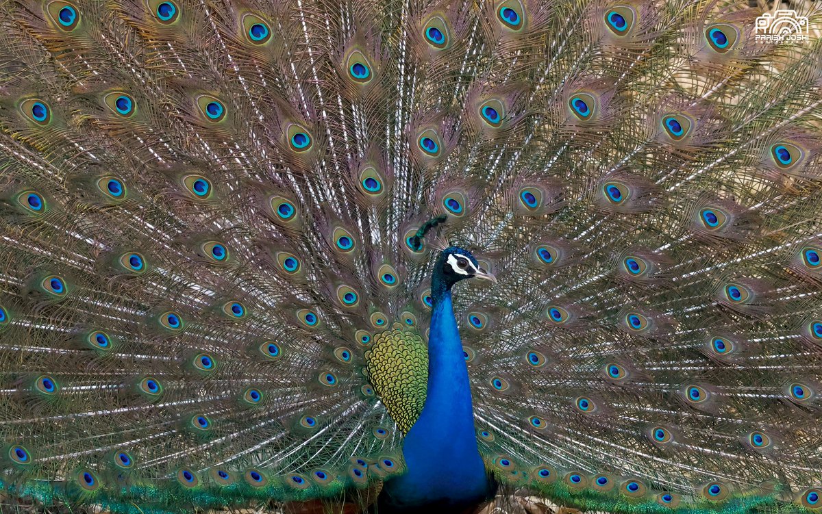 Mesmerizing sight at #GirnarSanctuary as the monsoon sets in! Behold the majestic dance of the peacock, its vibrant feathers fully spread, painting the forest with hues of anticipation and beauty 🦚  #MonsoonMagic #PeacockDance
@CCF_Wildlife
@GujForestDept
#IndiAves #ThePhotoHour